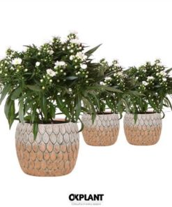 Aste Starl White In Ceramic Marrakesh Orange
