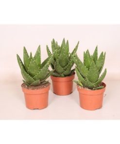 Aloe Mitriformis