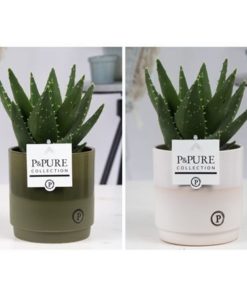 Aloe Mitriformis In Ceramic Julia Green White
