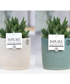 Aloe Mitriformis In Ceramic Tess Mix