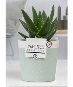 Aloe Mitriformis In Ceramic Valerie