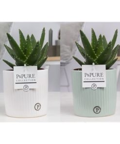 Aloe Mitriformis In Ceramic Lucille