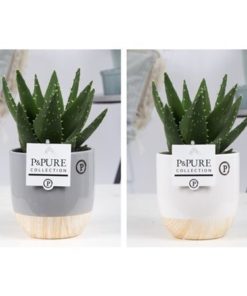 Aloe Mitriformis In Ceramic Emily