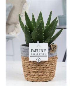 Aloe Mitriformis In Pure Basket