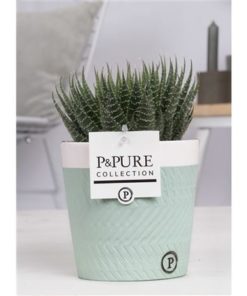 Aloe Aristata In Ceramic Valerie