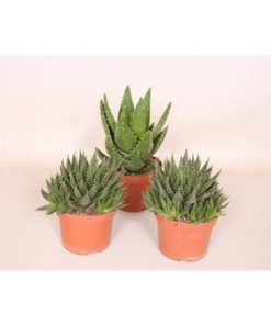 Aloe Mix