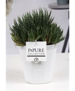 Aloe Aristata In Pure Ceramic Clay Grey