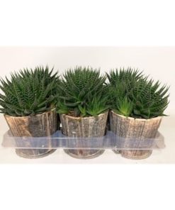 Aloe Aristata In Wood Pot