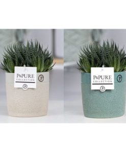 Aloe Aristata In Ceramic Tess Mix