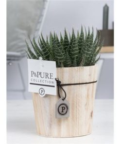 Aloe Aristata In Pure Wood Pot