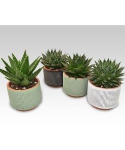 Aloe Mix In Ceramic Aneta