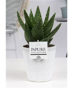 Aloe Mitriformis In Ceramic Clay Grey