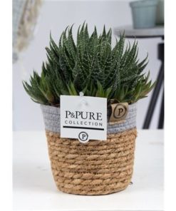 Aloe Aristata In Pure Basket