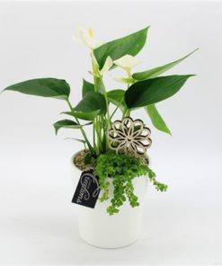 Anthu White Ancr 2107w In Ceramic White