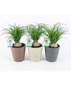 Beaucarnea Recur Branchedin Ceramic Nature