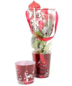 Anthu An Baby Boomer In Cadeau Tube With Xmas Pick