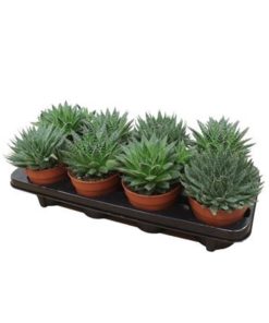 Aloe Mix