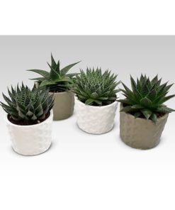 Aloe Mix In Ceramic 3d
