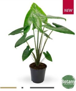 Aloc Zebrina