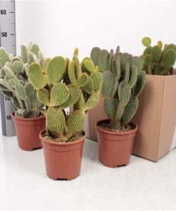 Opuntia Microdasys Mix