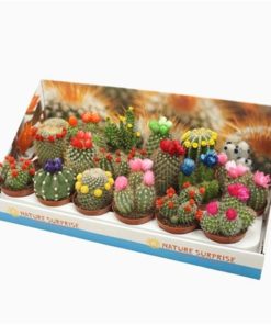 Cactus Mix With Straw Flowers In Showbox