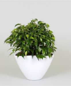 Fic Green Kinky In Ceramic