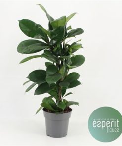Ficus Cyathistipula