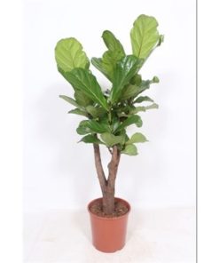 Ficus Lyrata