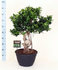 Fic Mi Ginseng Dragon Root