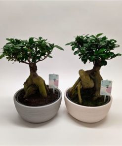 Fic Mi Ginseng In Ceramic Concrete Wave