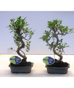 Fic Microcarpa Taiwan In Pot Green