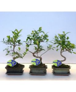 Fic Microcarpa In Pot Green