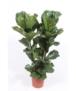 Ficus Lyrata