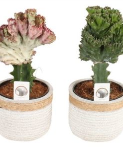Euphor Mix Lactea In Ceramic Concrete Rope