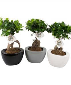 Fic Mi Ginseng In Ceramic Folded Mix