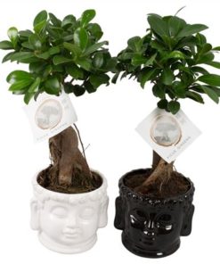 Fic Mi Ginseng In Buddha Pot Black White
