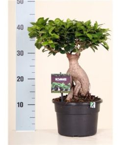 Fic Mi Ginseng In Pot Black