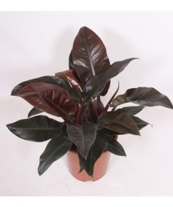Phil Imperial Red