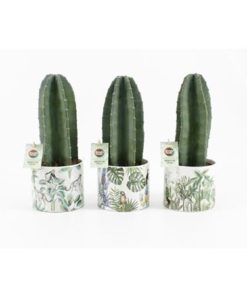 Cere Repandus In Ceramic Jungle