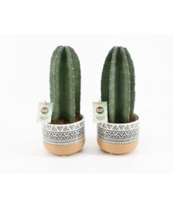 Cere Repandus In Ceramic New Azteca