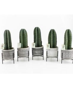 Cere Repandus In Ceramic Standing Rustique