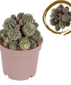 Cactus Multihead Gymnocalycium Biuchii