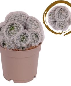 Cactus Multihead Mammilaria Plumosa