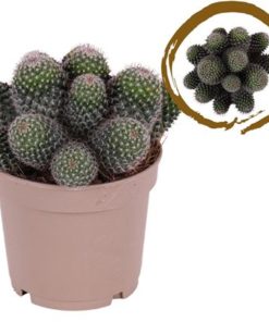 Cactus Multihead Mammilaria Hahniana