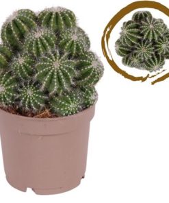 Cactus Multihead Parodia Albispinus