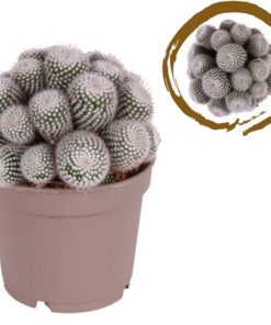 Cactus Multihead Parodia Scopa