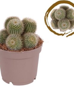 Cactus Multihead Parodia Schumaniana