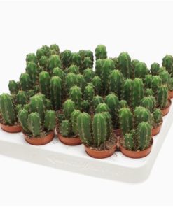 Cere Pachanoi