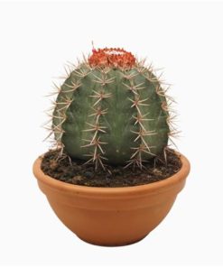 Melocactus Bahiensis