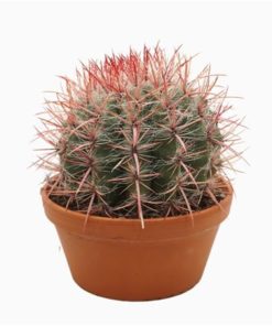 Ferocactus Pilosus Stainesii In Terracotta